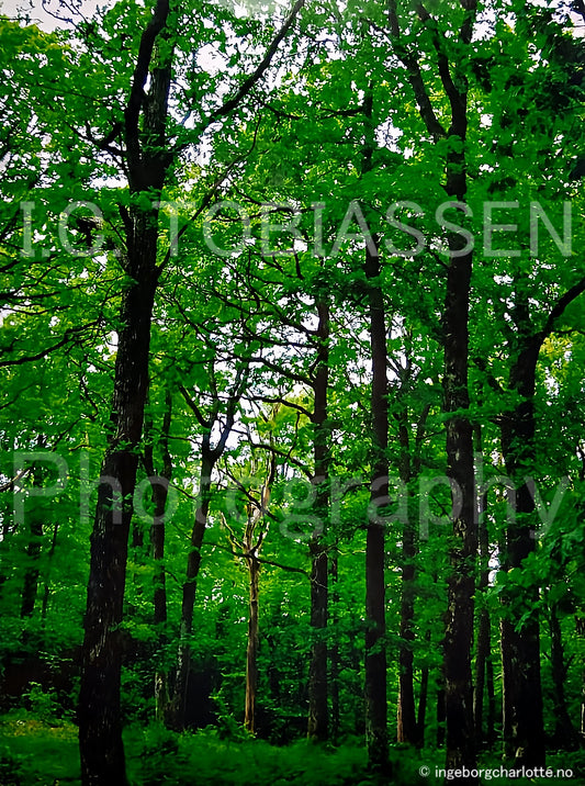 "Green forest"