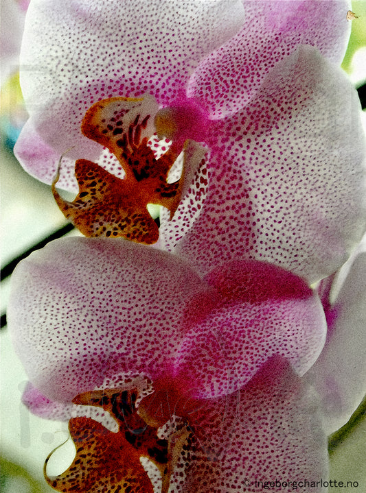 "Orchids"